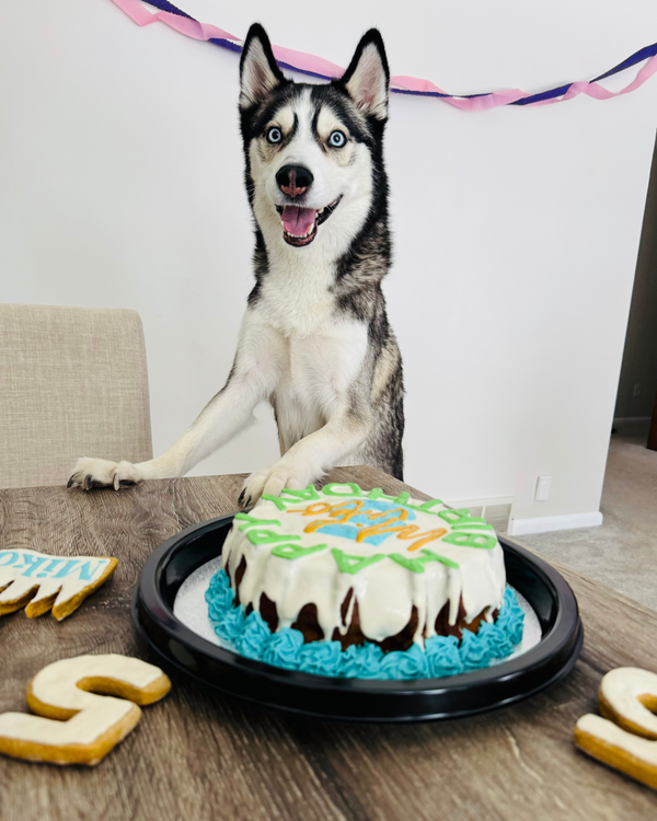 Dog Cake